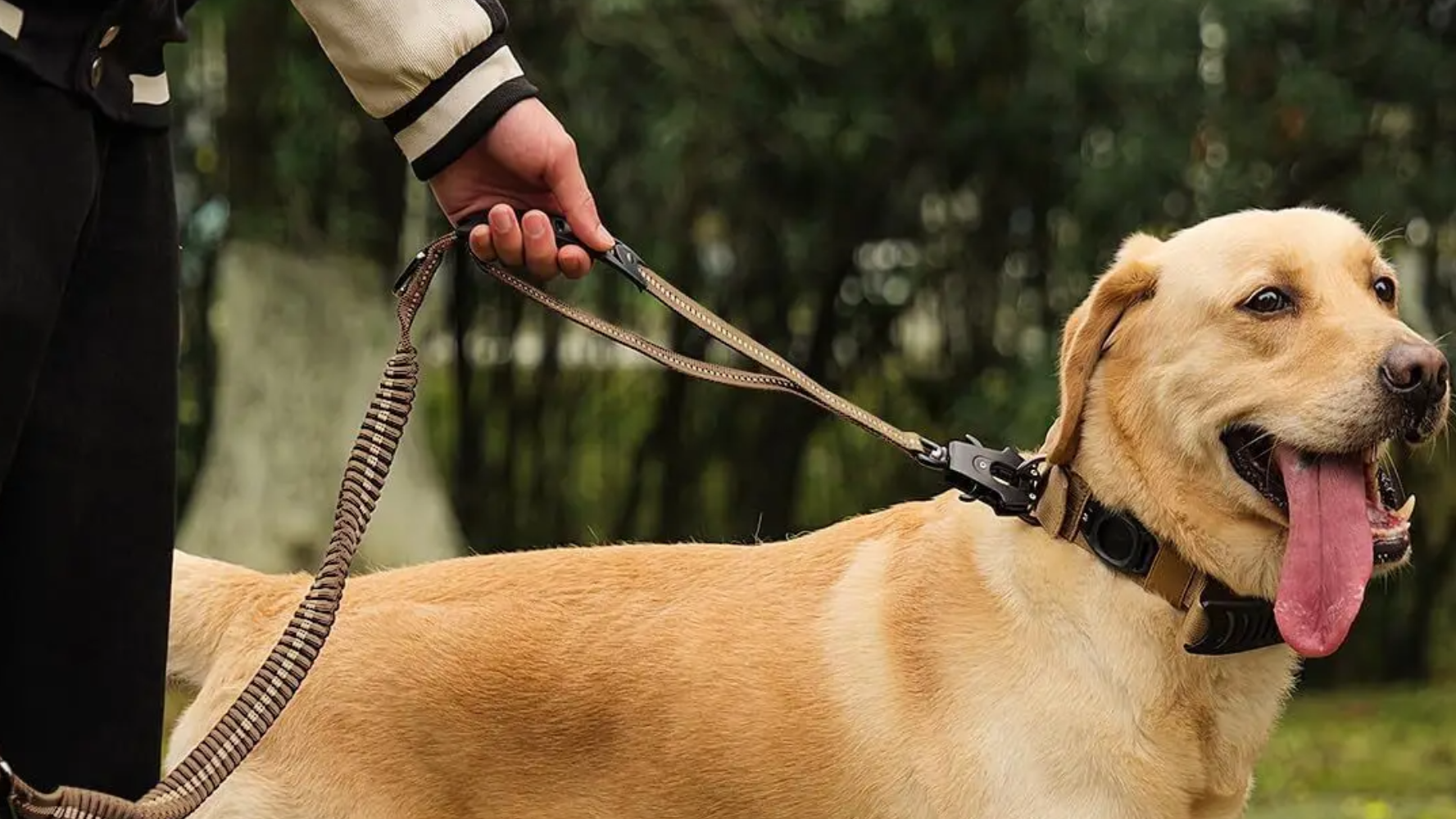 How to Keep Your Dog Safe on the Go: Walks, Travel & Training