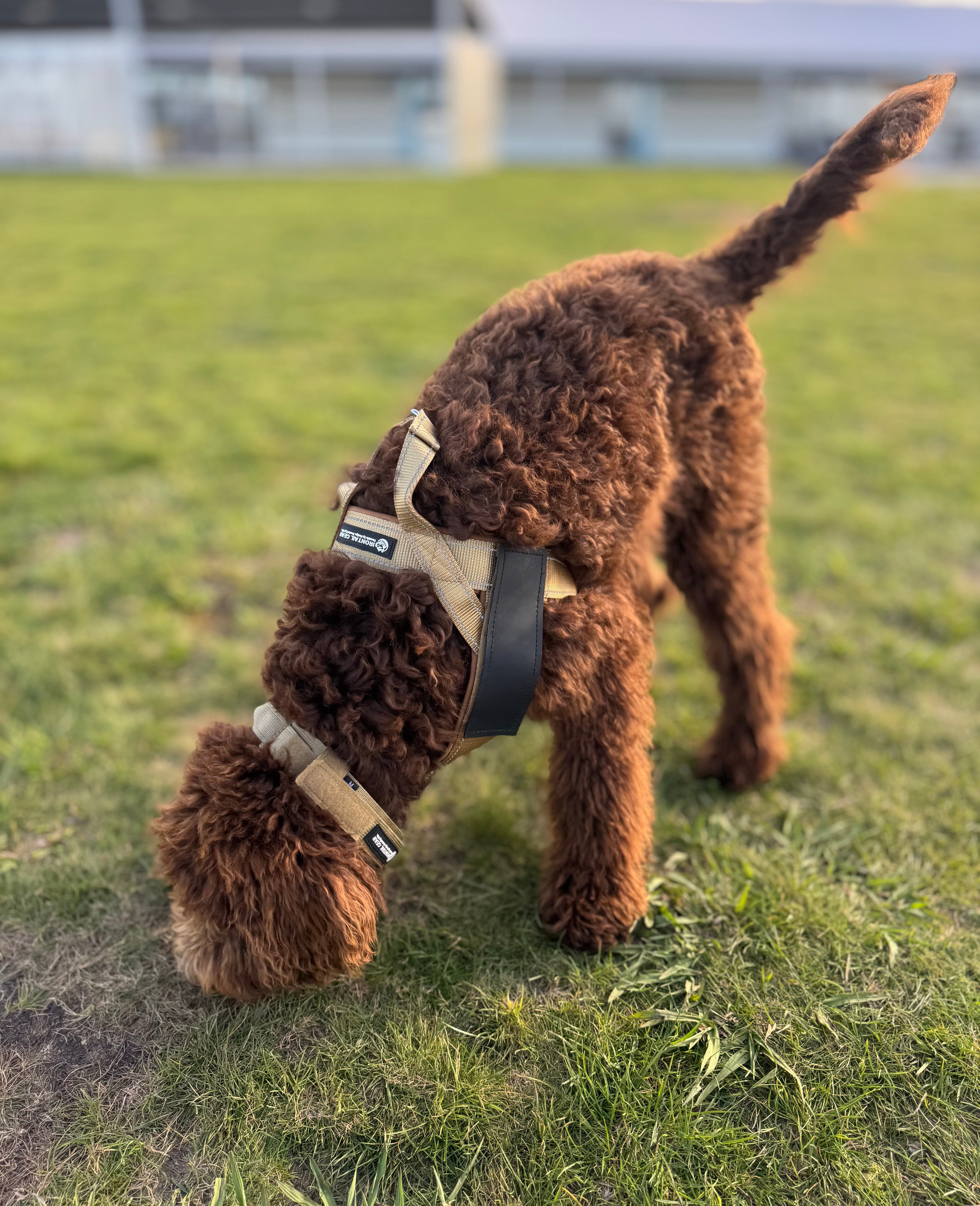 No-Pull Dog Harness