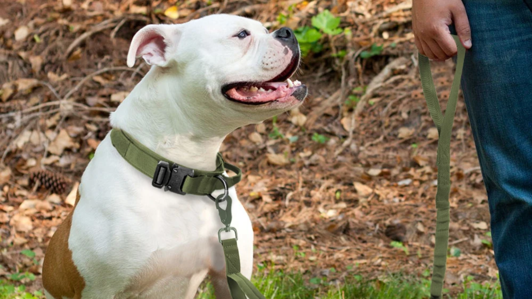 Choosing the Right Gear: Harness vs. Collar vs. Lead