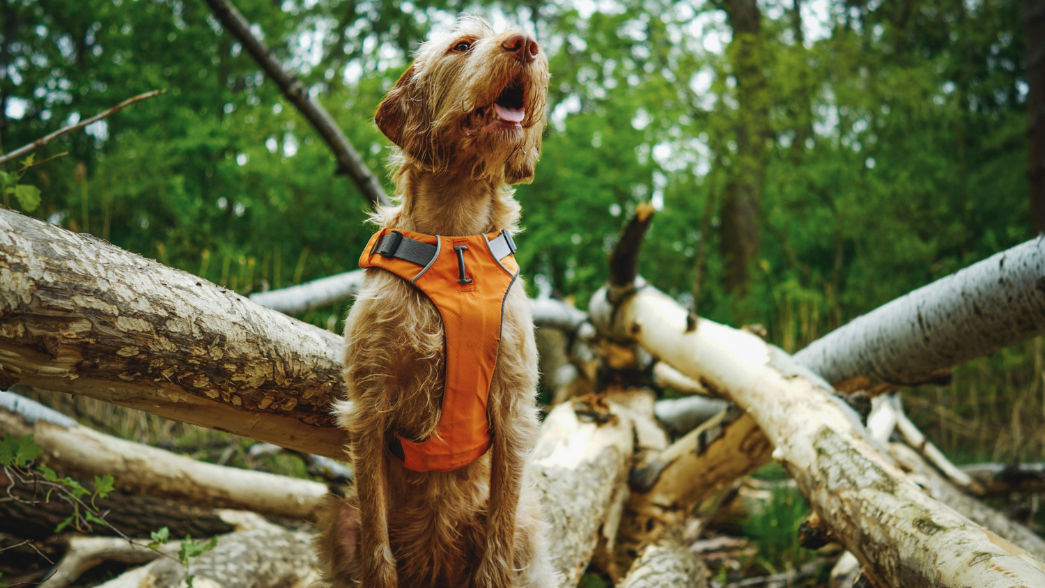 5 Signs Your Dog’s Walking Gear Needs an Upgrade