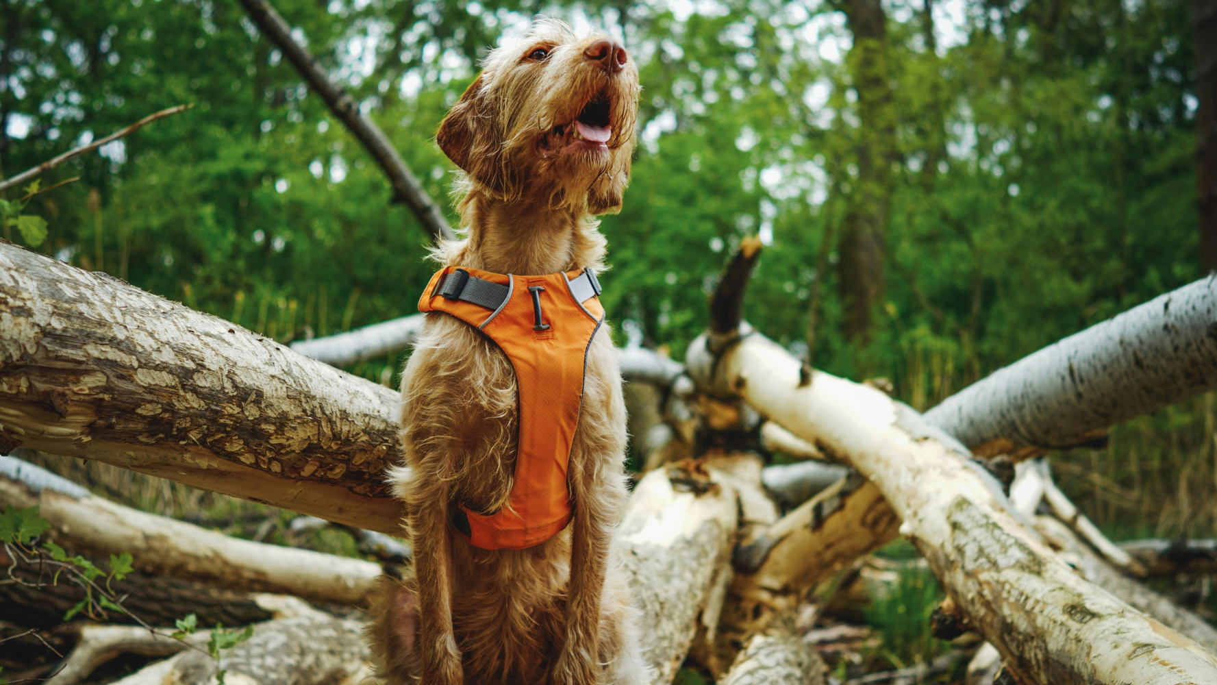 5 Signs Your Dog’s Walking Gear Needs an Upgrade