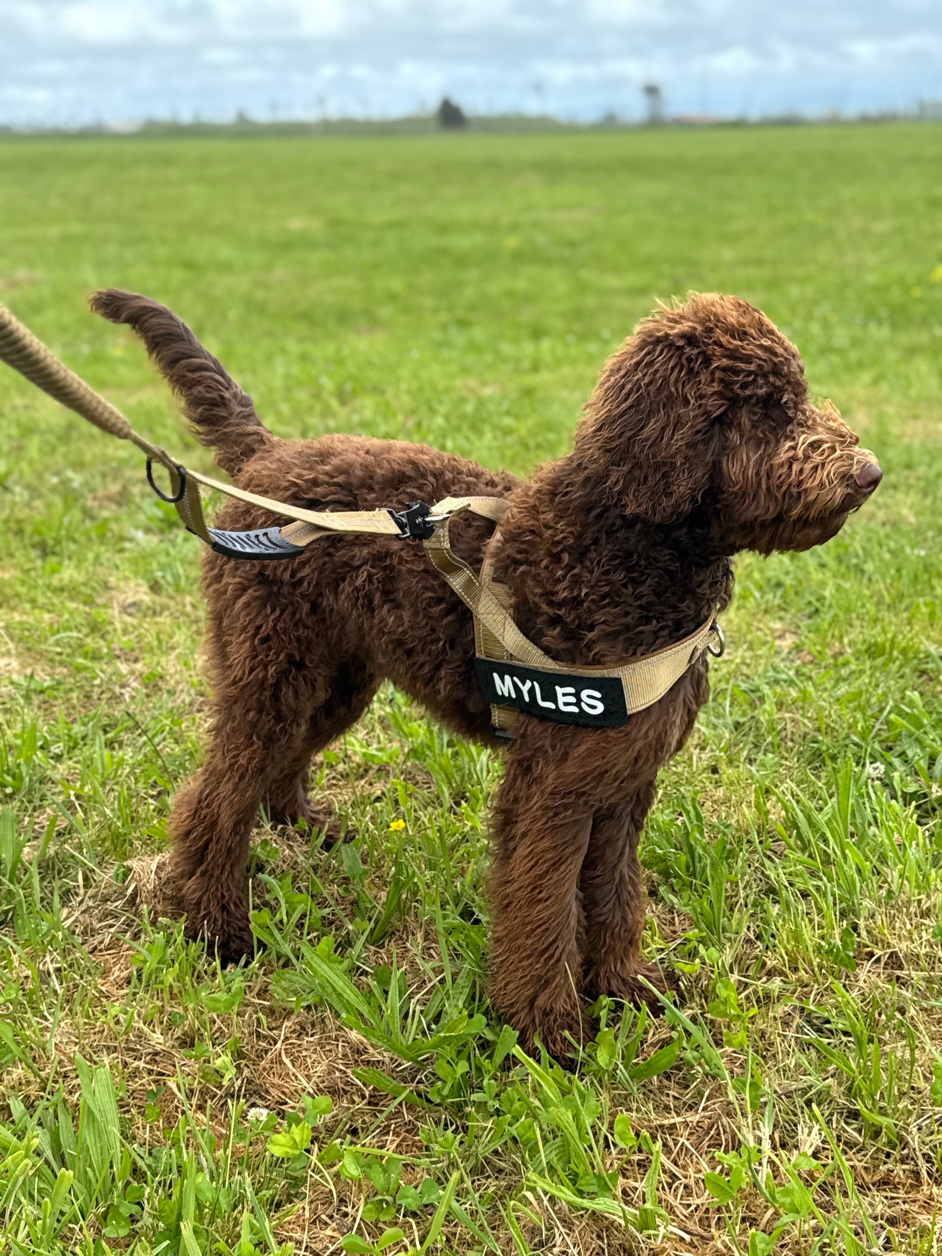 Reflective Shock Absorbing Lead